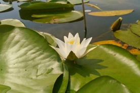 Водяні лілії квітнуть на Шацьких озерах. ФОТО